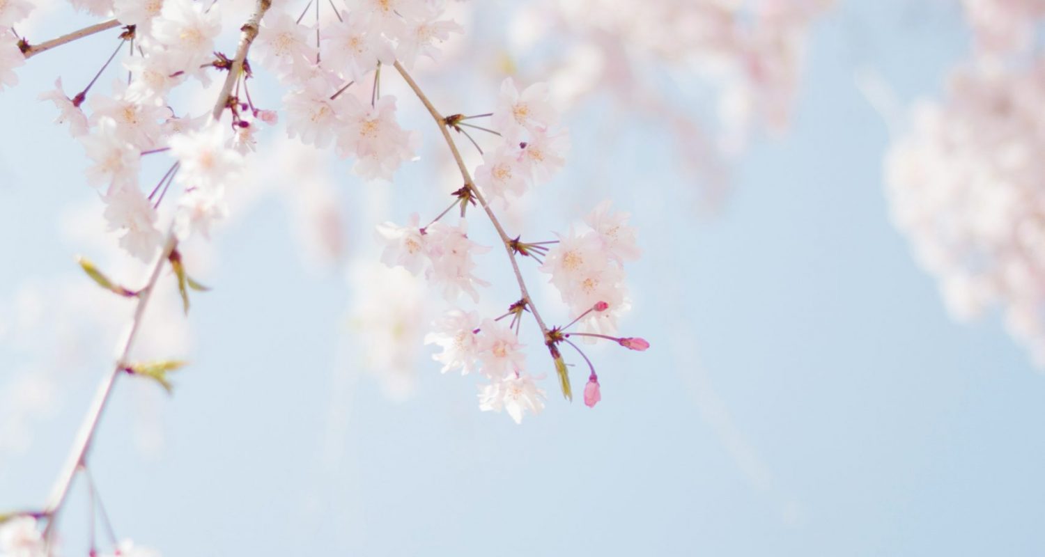 tomoko-uji-eriuKJwcdjI-unsplash